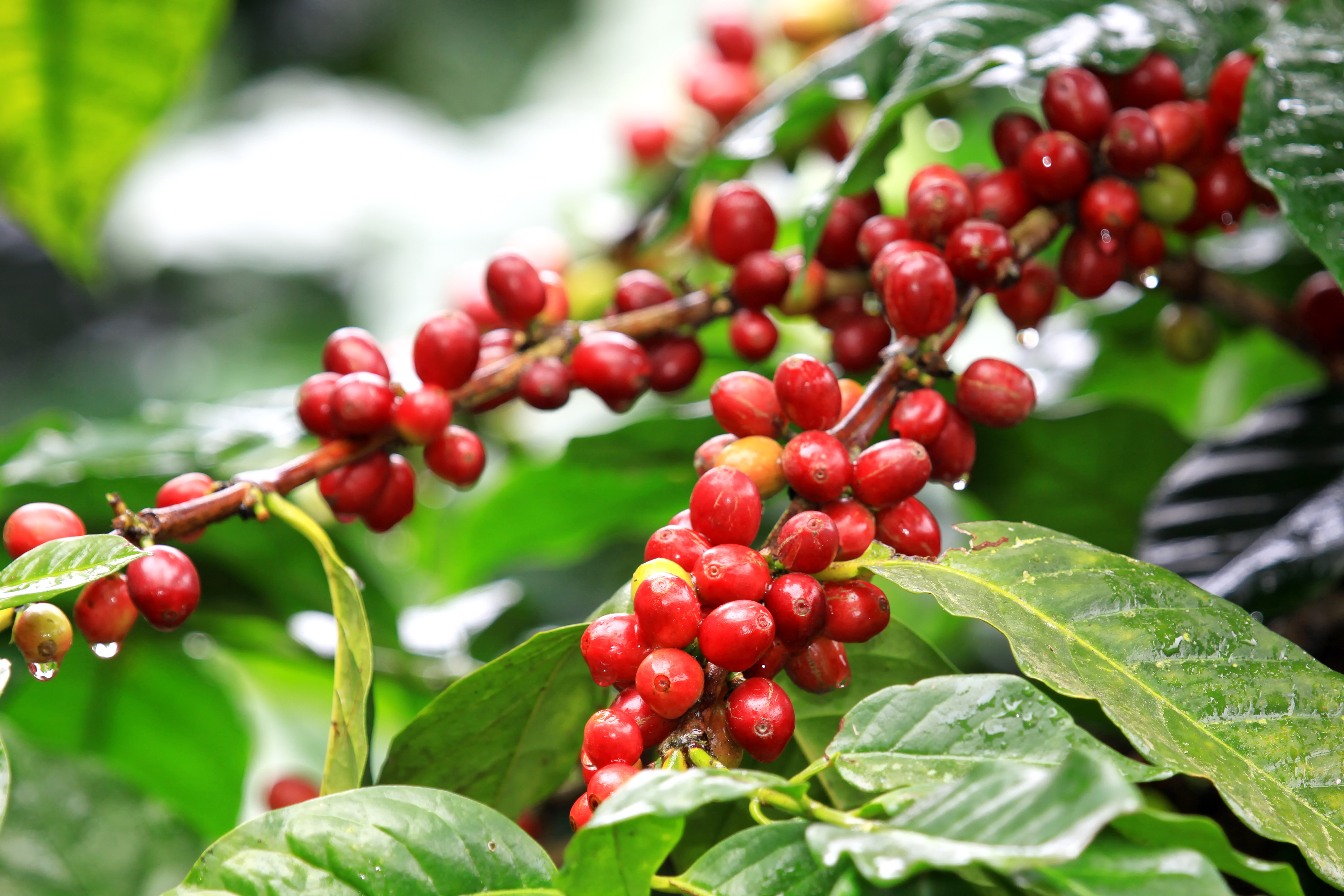 reveals the impact of Ebola on coffee supplies and prices